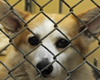 offshore animal hospital pet friendly veterinarian nantucket