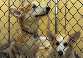 pet day care in nantucket