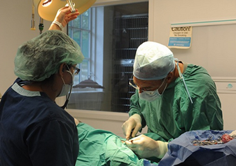 offshore animal hospital